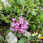 Daphne striata Flower