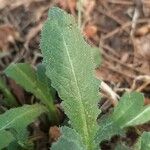 Hieracium gouanii Blatt