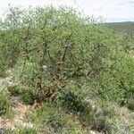 Commiphora mollis Hábito