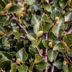 Betula nana Flower