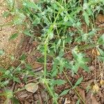 Justicia heterocarpa Habitus