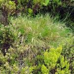 Festuca gautieri Leaf