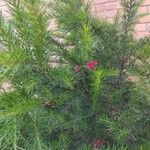 Grevillea rosmarinifolia 葉