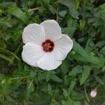 Pavonia hastata Flower