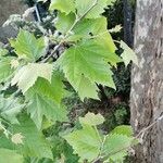 Platanus × hispanica Blad