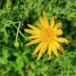 Tragopogon pratensisFlor