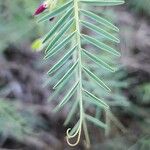 Vicia monantha Leaf