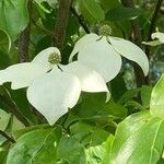 Cornus kousa Blüte