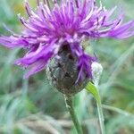 Centaurea scabiosa Flower