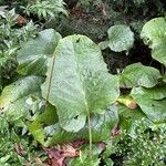 Trachystemon orientalis Hostoa