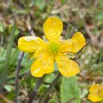 Ranunculus flammula Fiore