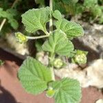 Lantana achyranthifolia Frunză