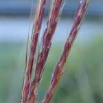 Bothriochloa ischaemum Fruto