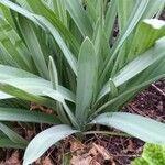 Galanthus nivalis Leaf