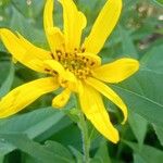 Helianthus divaricatus Çiçek