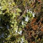 Salvia rosmarinus Blüte