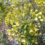 Euphorbia characias പുഷ്പം