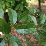 Baphia pubescens Φύλλο
