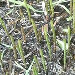 Salicornia bigelovii Feuille