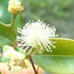 Archirhodomyrtus baladensis Flower