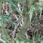 Cynara humilis Bark