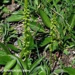 Herminium monorchis Habitat