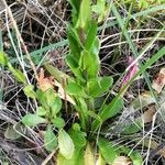 Arabis planisiliqua Levél