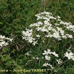 Ranunculus platanifolius Fula