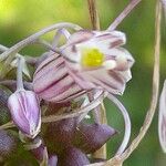 Allium oleraceum Fleur