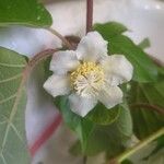 Actinidia chinensis Fiore