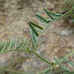 Vicia onobrychioides 葉