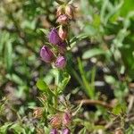 Penstemon cardwellii Hábito