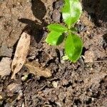 Citrus reticulata Folha