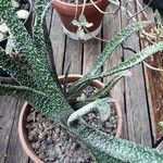 Gasteria carinata Leaf