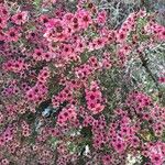 Leptospermum scopariumЦветок