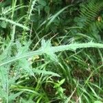 Cirsium palustre Leaf