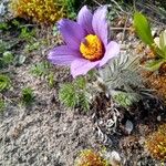 Anemone halleri Fleur