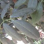 Pilocarpus pennatifolius Blad