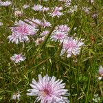 Crepis rubra 花