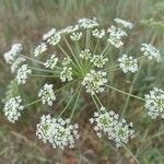 Peucedanum oreoselinum Flower