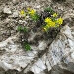 Saxifraga aizoides Λουλούδι