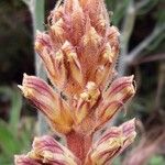 Orobanche artemisiae-campestris Flower