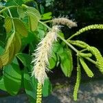 Mimosa caesalpiniifolia Цвят