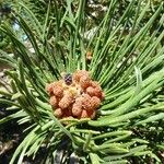 Pinus mugo Virág