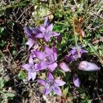Gentianella germanica Flor