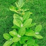 Calotropis gigantea Hoja