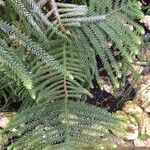 Araucaria laubenfelsii Folio