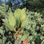 Arctostaphylos columbiana ᱥᱟᱠᱟᱢ