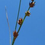 Carex divulsa Blomst