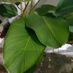 Calathea lutea Folio